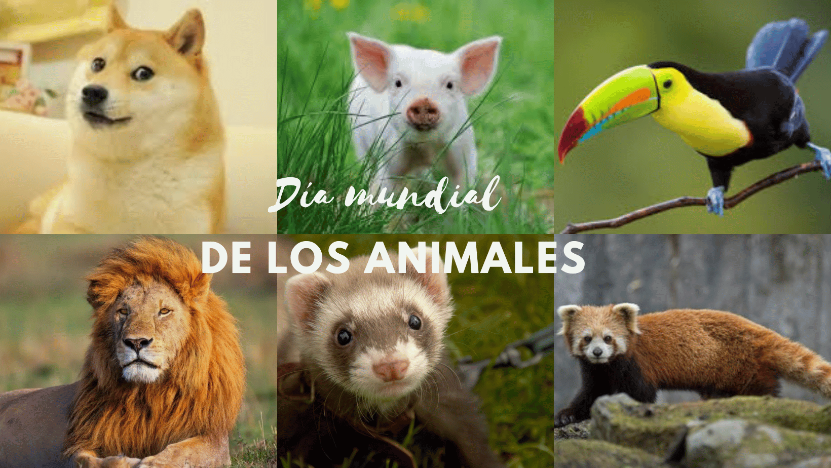 4 de Octubre/ Día Mundial de los animales/ Datos Curiosos ¿Qué es la Zoofobia?